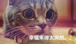 猫猫永不为奴娱乐吃瓜酱,揭秘娱乐圈幕后趣闻