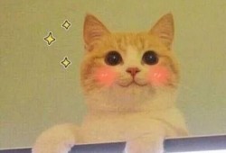 猫猫永不为奴娱乐吃瓜酱,揭秘娱乐圈幕后趣闻